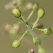 Fruchtfoto Hornungia petraea