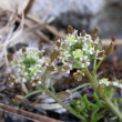 Portraitfoto Hornungia petraea