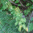 Portraitfoto Hugueninia tanacetifolia