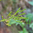 Fruchtfoto Hugueninia tanacetifolia