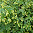 Habitusfoto Humulus lupulus