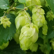 Fruchtfoto Humulus lupulus