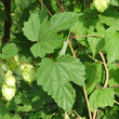 Stängel-/Stammfoto Humulus lupulus