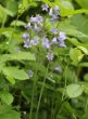 Habitusfoto Hyacinthoides hispanica x non-scripta