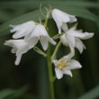 Blütenfoto Hyacinthoides hispanica x non-scripta