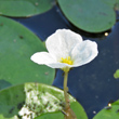 Bl&uuml;tenfoto Hydrocharis morsus-ranae