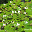 Habitusfoto Hydrocharis morsus-ranae
