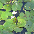 Bl&auml;tterfoto Hydrocharis morsus-ranae