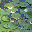 St&auml;ngel-/Stammfoto Hydrocharis morsus-ranae