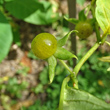 Fruchtfoto Hyoscyamus niger