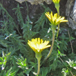 Foto Kelch Hyoseris radiata