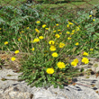 Habitusfoto Hyoseris radiata
