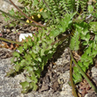 Blätterfoto Hyoseris radiata