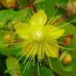 Portraitfoto Hypericum androsaemum