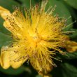 Portraitfoto Hypericum calycinum