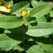 Blätterfoto Hypericum calycinum