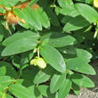 Blätterfoto Hypericum calycinum