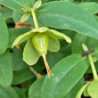 Fruchtfoto Hypericum calycinum