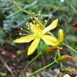 Portraitfoto Hypericum coris