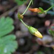 Foto Kelch Hypericum coris