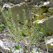 Habitusfoto Hypericum coris