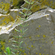 Blätterfoto Hypericum coris