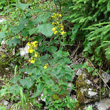 Habitusfoto Hypericum hirsutum