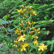 Foto von Besonderheit Hypericum hirsutum