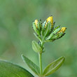 Blütenfoto Hypericum hirsutum