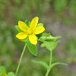 Blütenfoto Hypericum humifusum