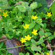 Habitusfoto Hypericum humifusum