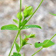 Blätterfoto Hypericum humifusum