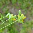 Foto von Besonderheit Hypericum humifusum