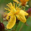 Portraitfoto Hypericum maculatum