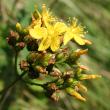 Blütenfoto Hypericum montanum