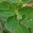 Blätterfoto Hypericum perforatum