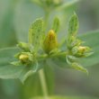 Blütenfoto Hypericum perforatum