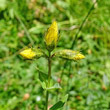 Blütenfoto Hypericum richeri