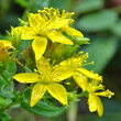 Blütenfoto Hypericum tetrapterum