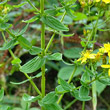 Blätterfoto Hypericum tetrapterum