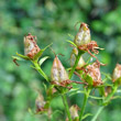 Fruchtfoto Hypericum tetrapterum