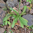 Blätterfoto Hypochaeris glabra