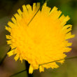 Portraitfoto Hypochaeris maculata