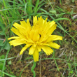 Portraitfoto Hypochaeris radicata