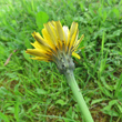 Foto Kelch Hypochaeris radicata