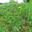 Habitusfoto Hypochaeris radicata