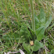 Blätterfoto Hypochaeris uniflora