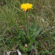 Habitusfoto Hypochaeris uniflora