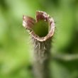 Foto von Besonderheit Hypochaeris uniflora