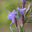 Portraitfoto Hyssopus officinalis